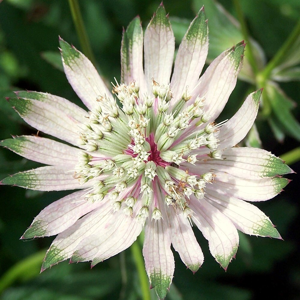Astrantia Major Subsp. Involucrata Shaggy | Masterwort Or Syn. Margery Fish
