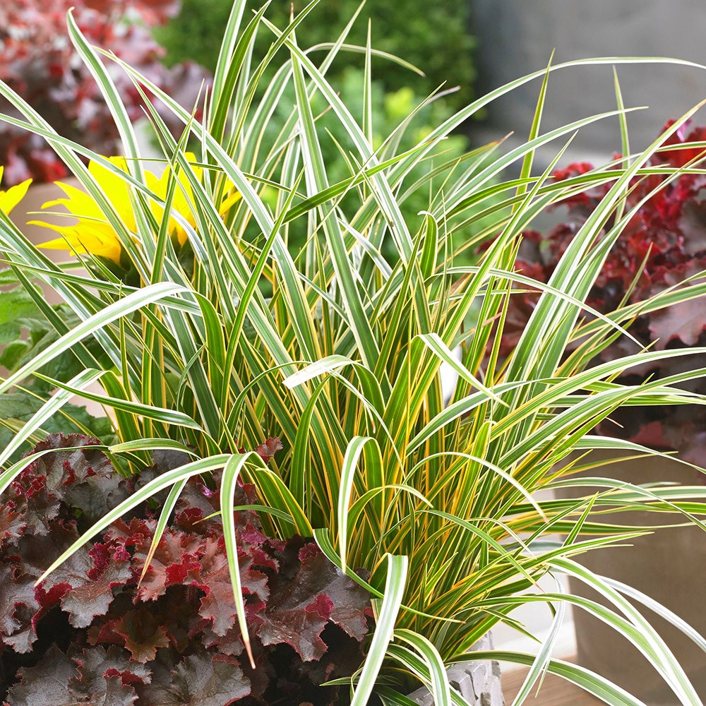 Carex Morrowii Everglow | Sedge