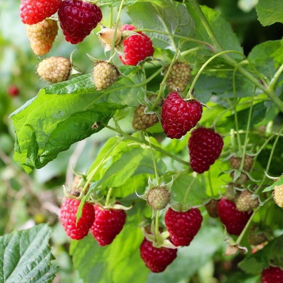 Raspberry Malling Jewel | Summer Fruiting