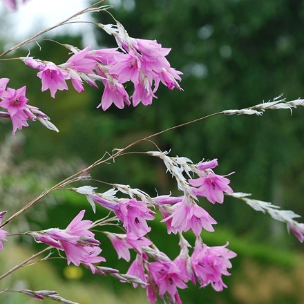 Dierama Pink Rocket | Angels Fishing Rod |
