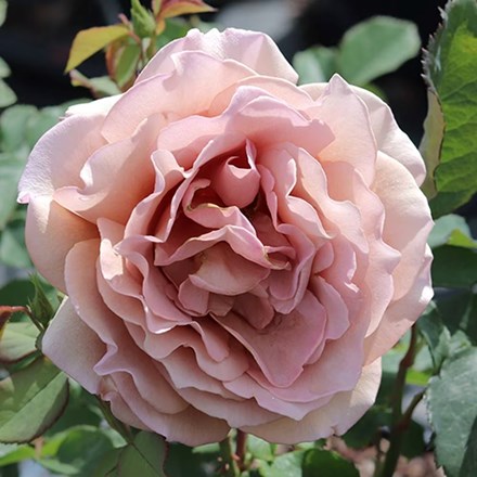 Rosa Mokarosa | Floribunda Bush Rose