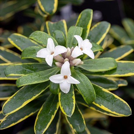 Daphne × transatlantica Summer Ice | Daphne |