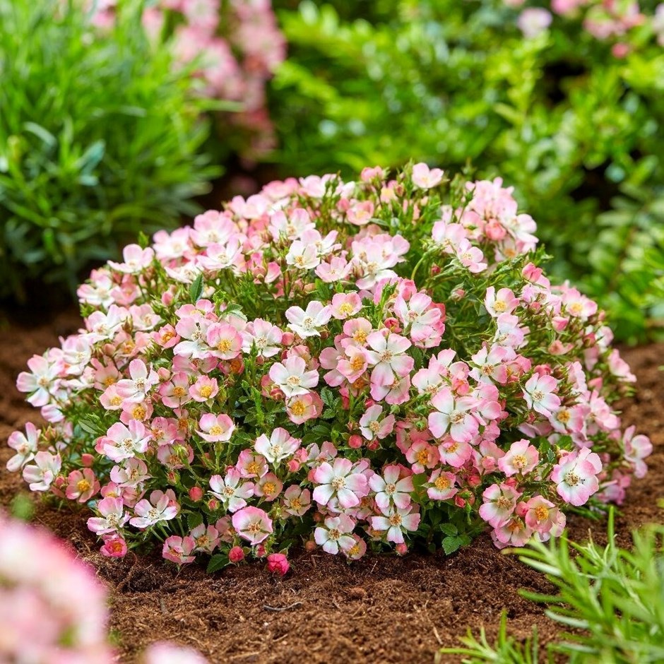 Rosa Cutie Pie (ROP007) (PBR) | Patio or Ground Cover Rose | 2L Pot