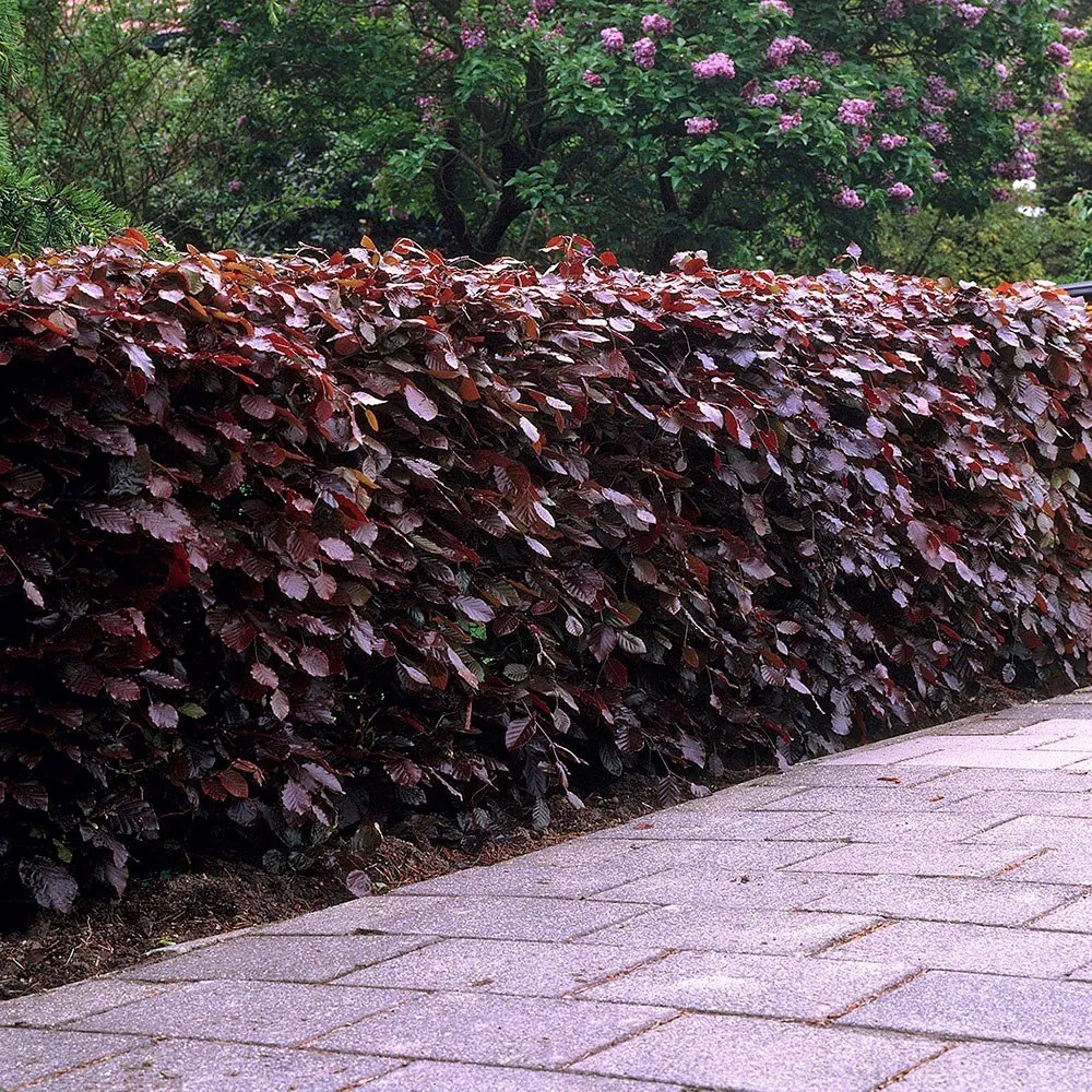 Fagus Sylvatica Atropurpurea Group | Copper Beech / Purple Beech Hedging