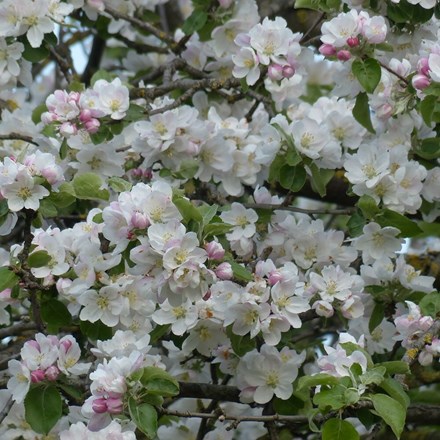 Malus sylvestris | Crab Apple Hedging