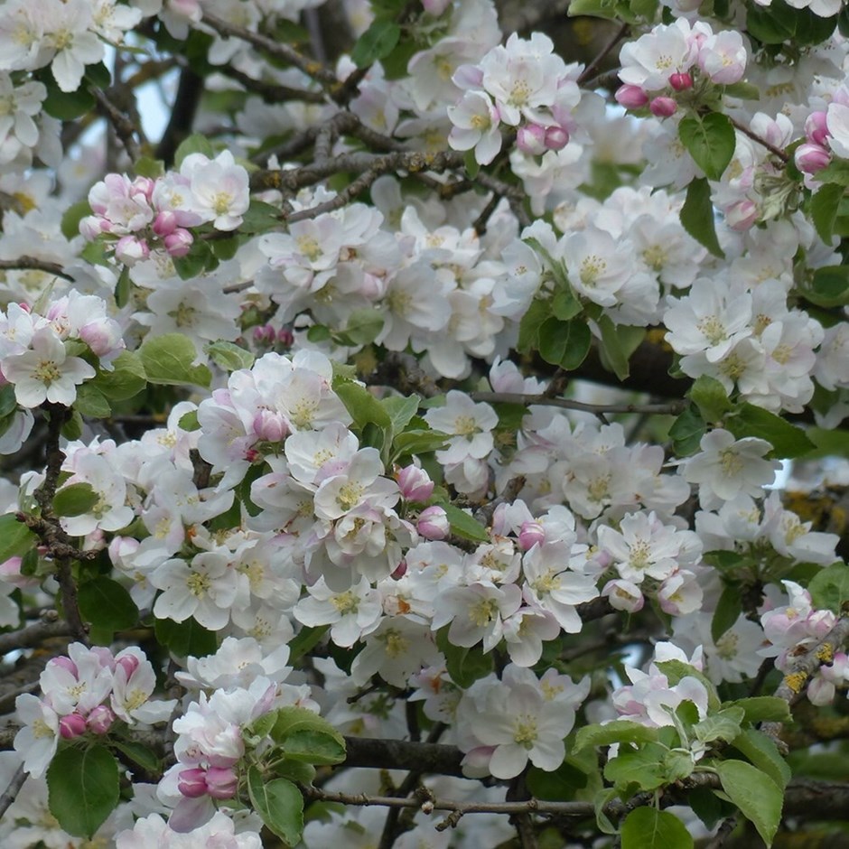 Malus sylvestris | Crab Apple Hedging