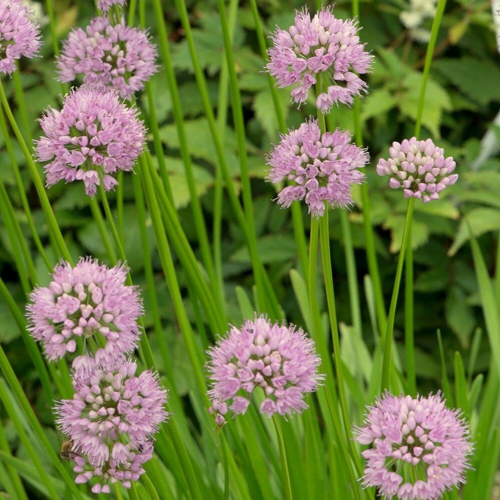 Allium Angulosum Summer Beauty | Allium