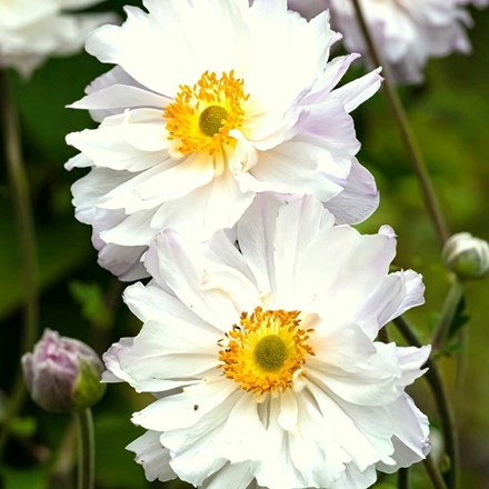 Anemone 'Frilly Knickers' ('Fp007') (PBR) | Japanese Anemone |
