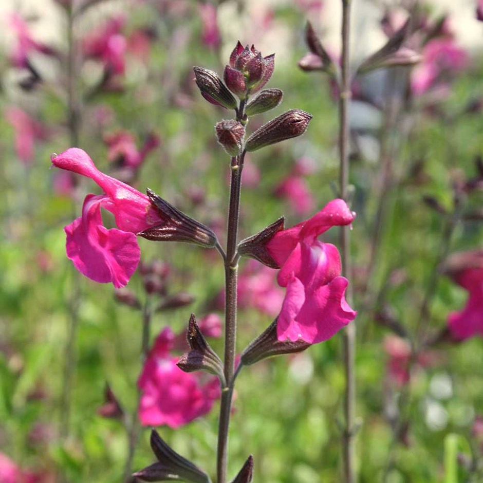 Salvia Microphylla Cerro Potosi | Sage