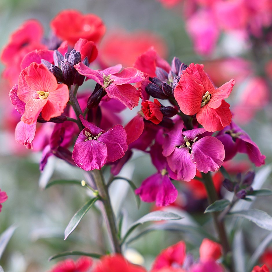 Erysimum Red Jep | Perennial Wallflower