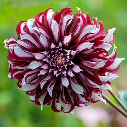 Dahlia Tartan | Decorative Dinnerplate Dahlia