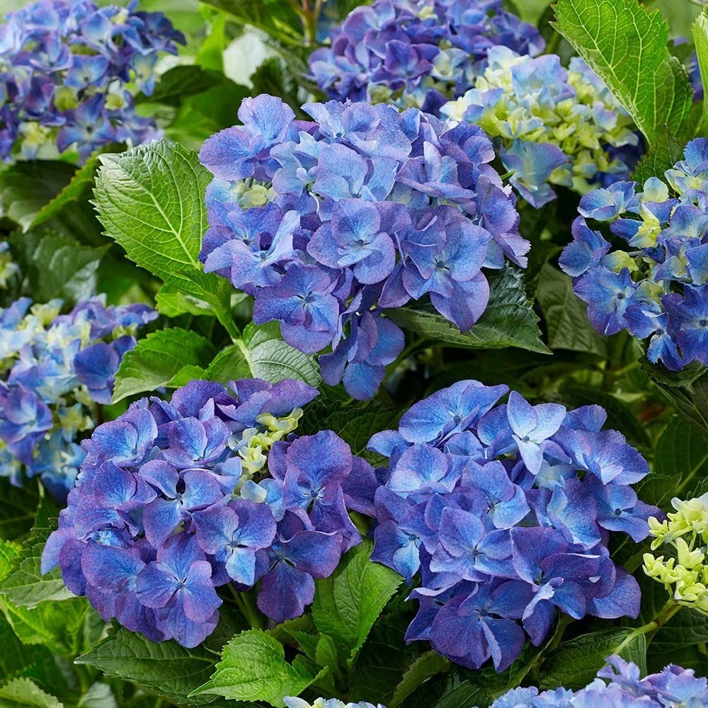 Hydrangea Macrophylla Blue | Mophead Hydrangea