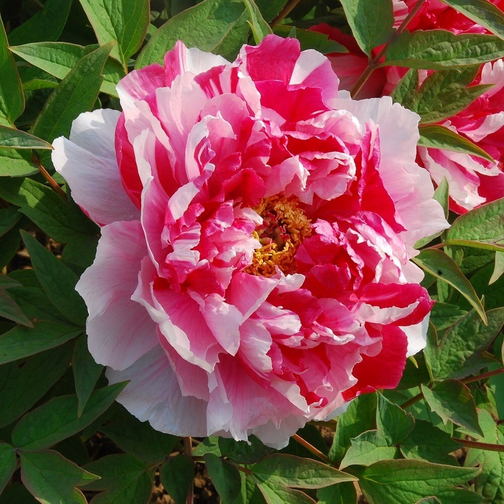 Paeonia Suffruticosa Dao Jin Tree Peony