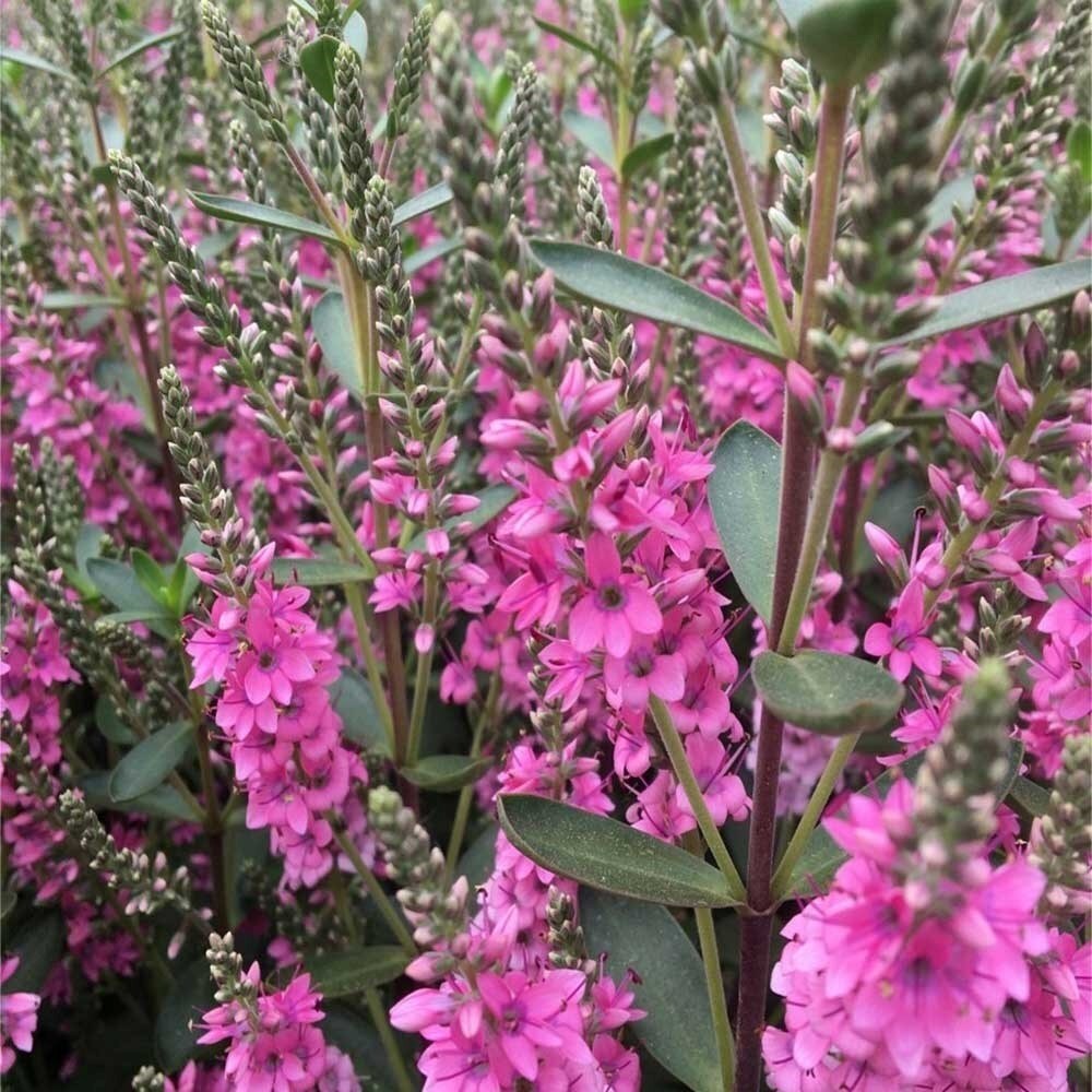 Hebe Pink Pixie | Veronica