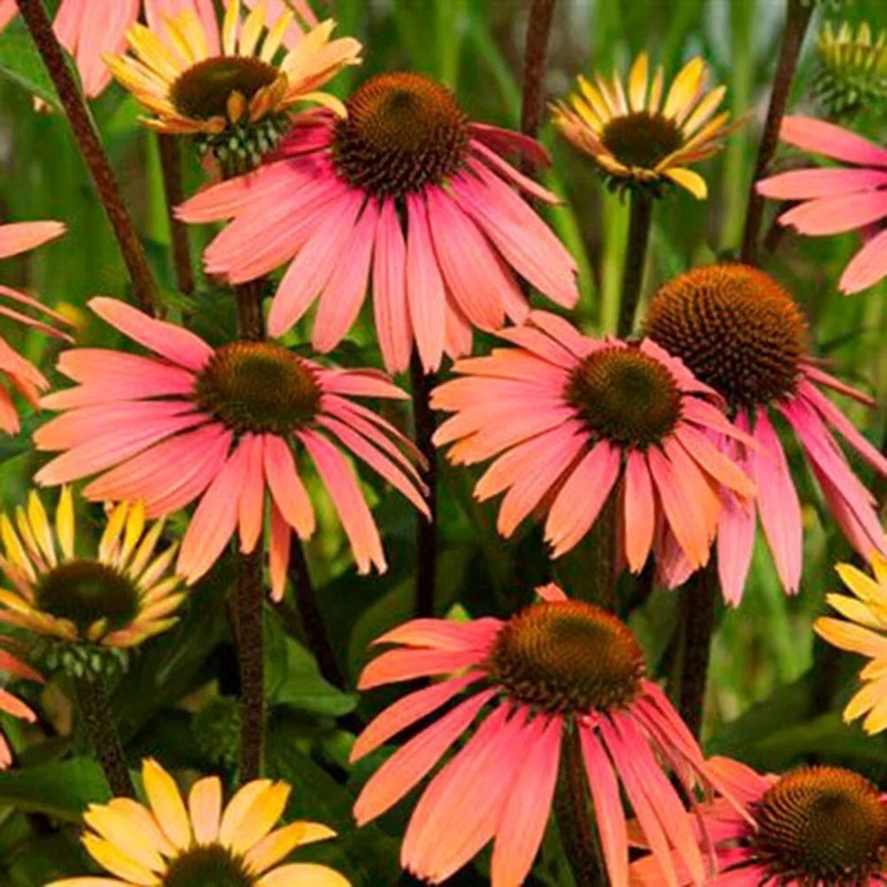Echinacea Summer Cocktail | Coneflower