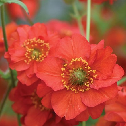 Geum Blazing Sunset | Avens (syn. Double Blazing Sunset) |