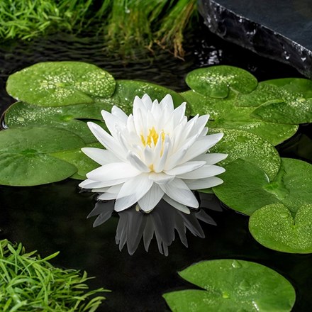 Nymphaea 'Gonnère' | Water Lily | 3L Aquatic Pot