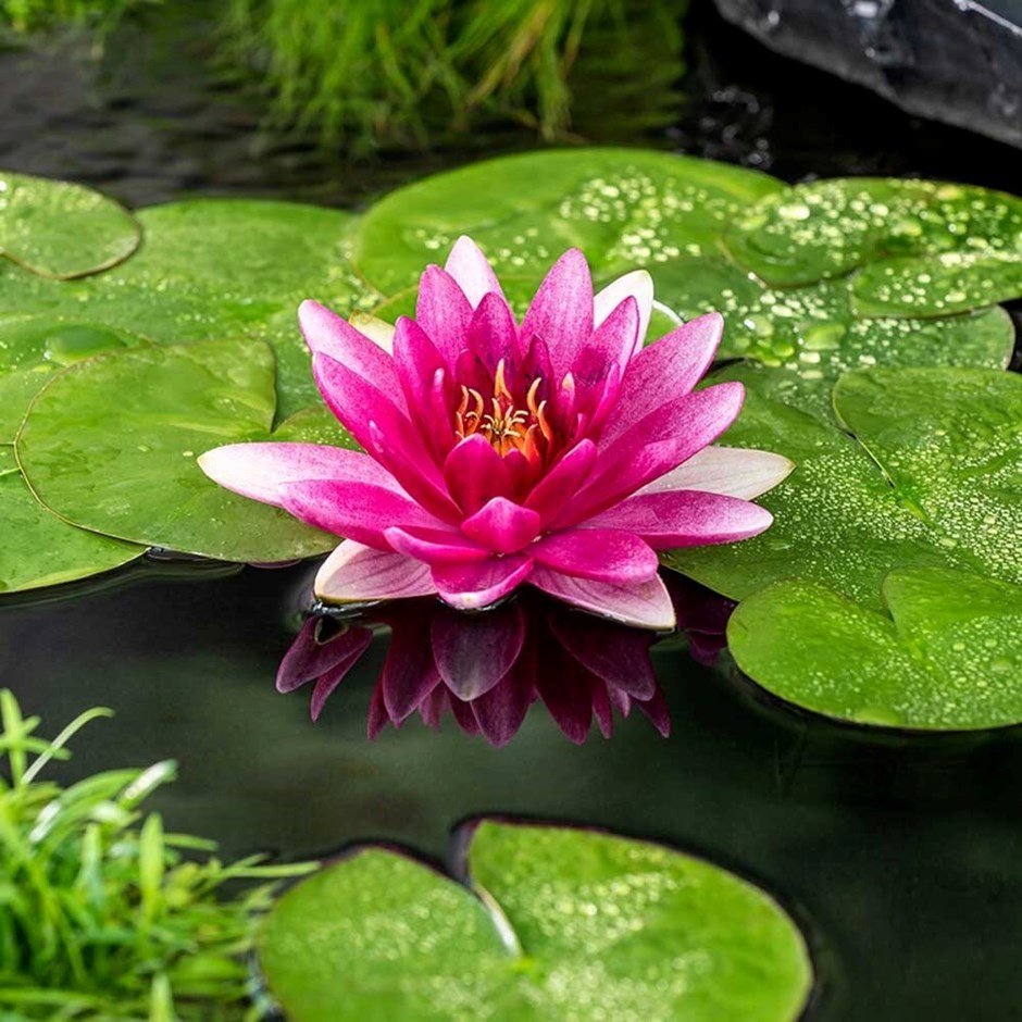 Nymphaea Escarboucle | Water Lily