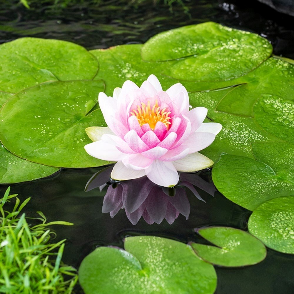 Nymphaea Madame Wilfon Gonnère | Water Lily