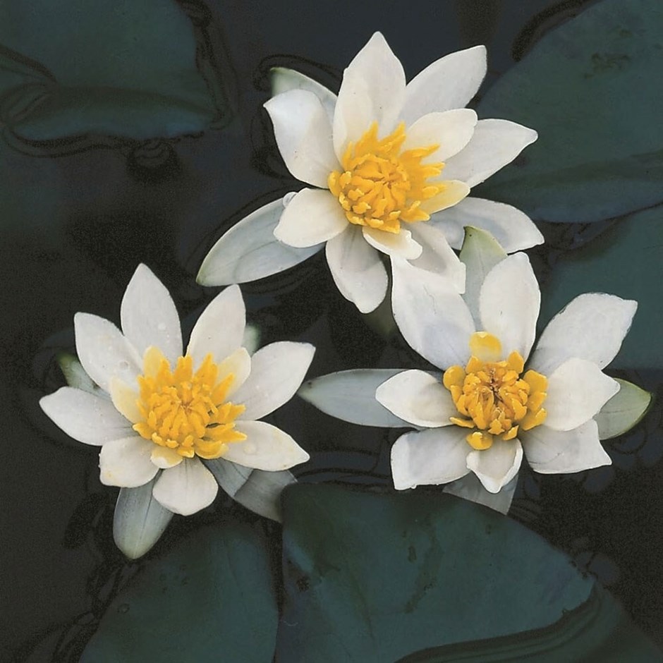 Nymphaea Tetragona | Water Lily