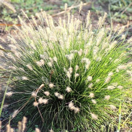 Pennisetum alopecuroides 'Little Bunny' | Chinese Fountain Grass |