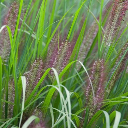 Pennisetum alopecuroides 'Red Head' | Fountain Grass |