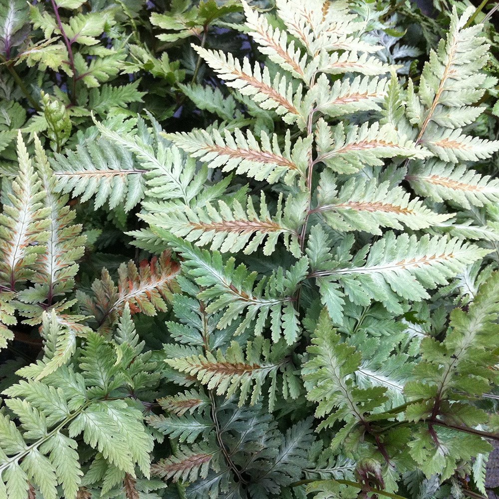 Athyrium Niponicum Metallicum | Painted Fern