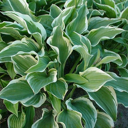 Hosta Regal Splendor