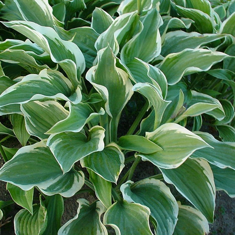 Hosta Regal Splendor | Plantain Lily