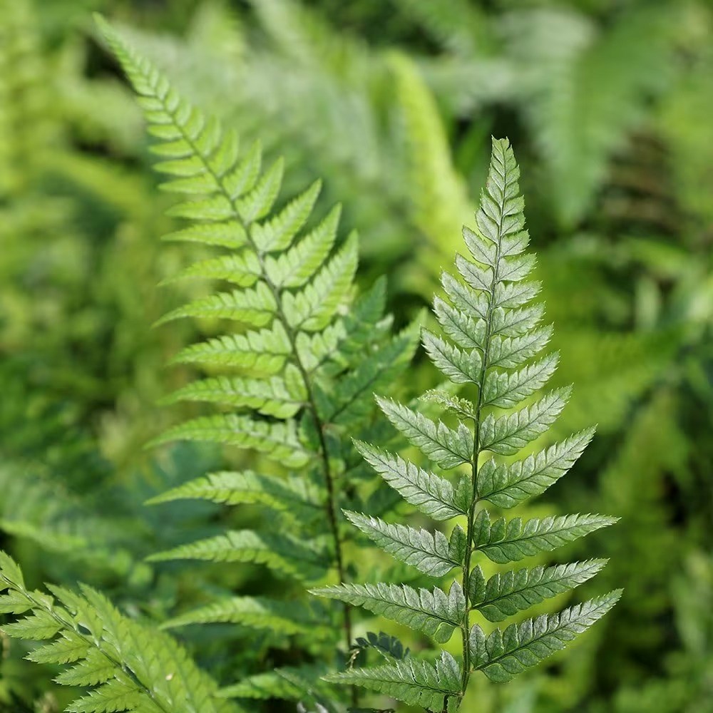 Polystichum Tsussimense | Korean Rock Fern