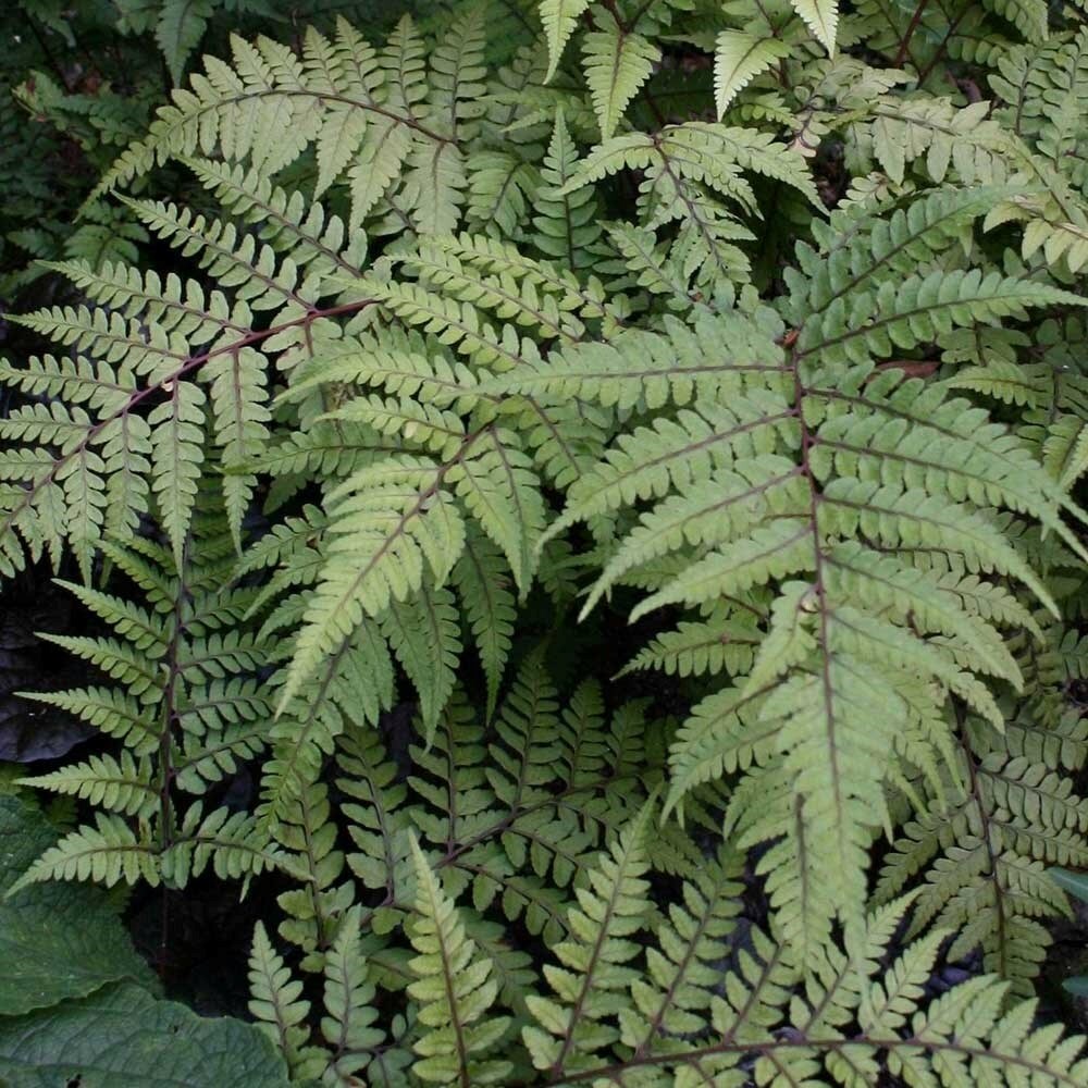 20%* off 9cm Ferns