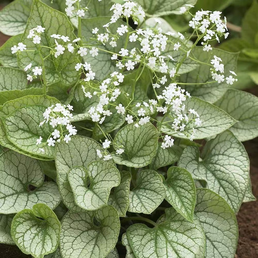Brunnera Macrophylla Mister Morse | Siberian Bugloss