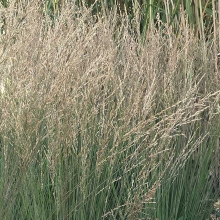 Molinia caerulea subsp. caerulea 'Moorflamme' | Moor Grass |
