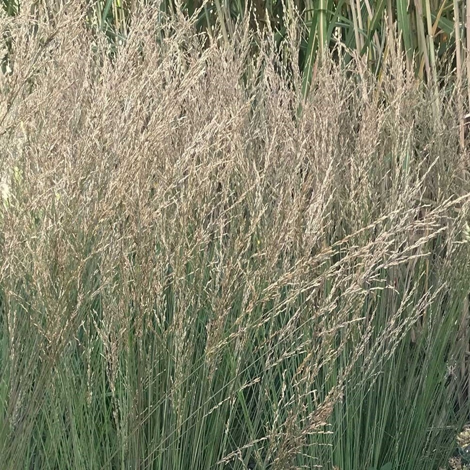 Molinia Caerulea Subsp. Caerulea Moorflamme | Moor Grass