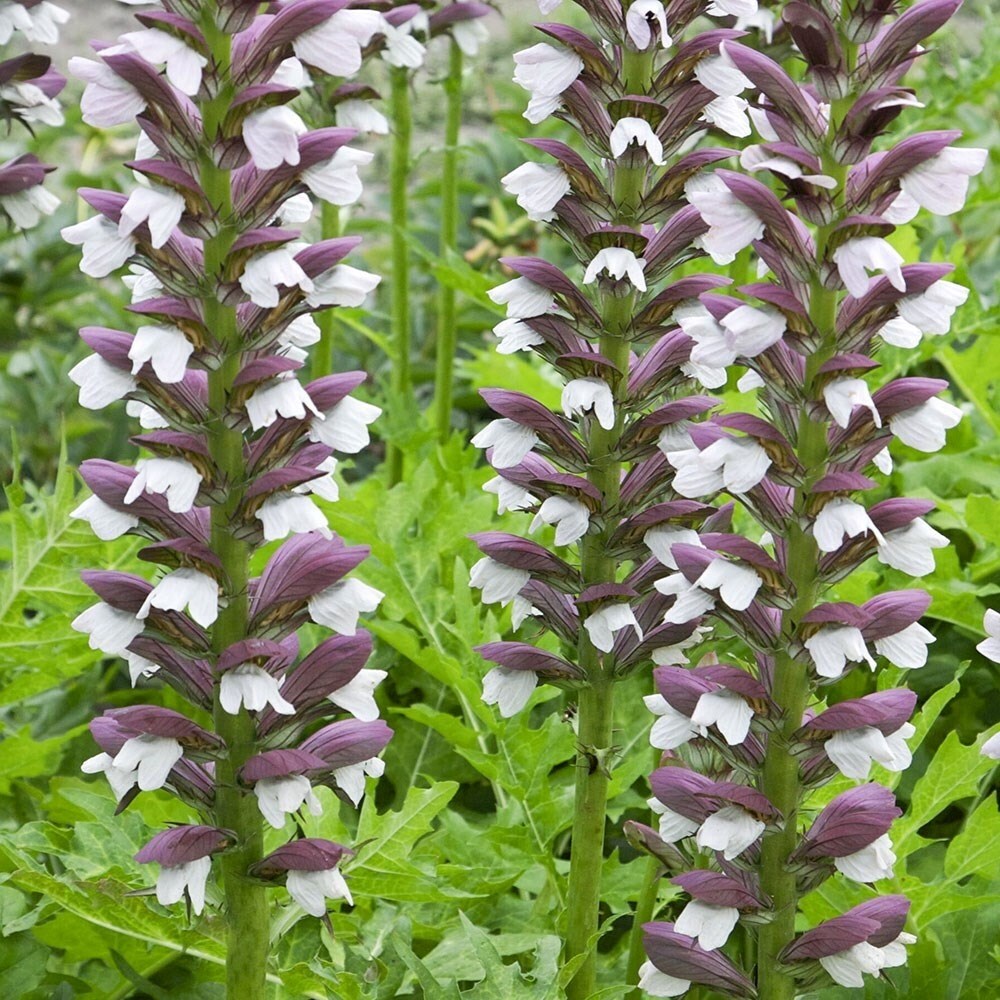 Acanthus Hungaricus White Lips | Bears Breeches