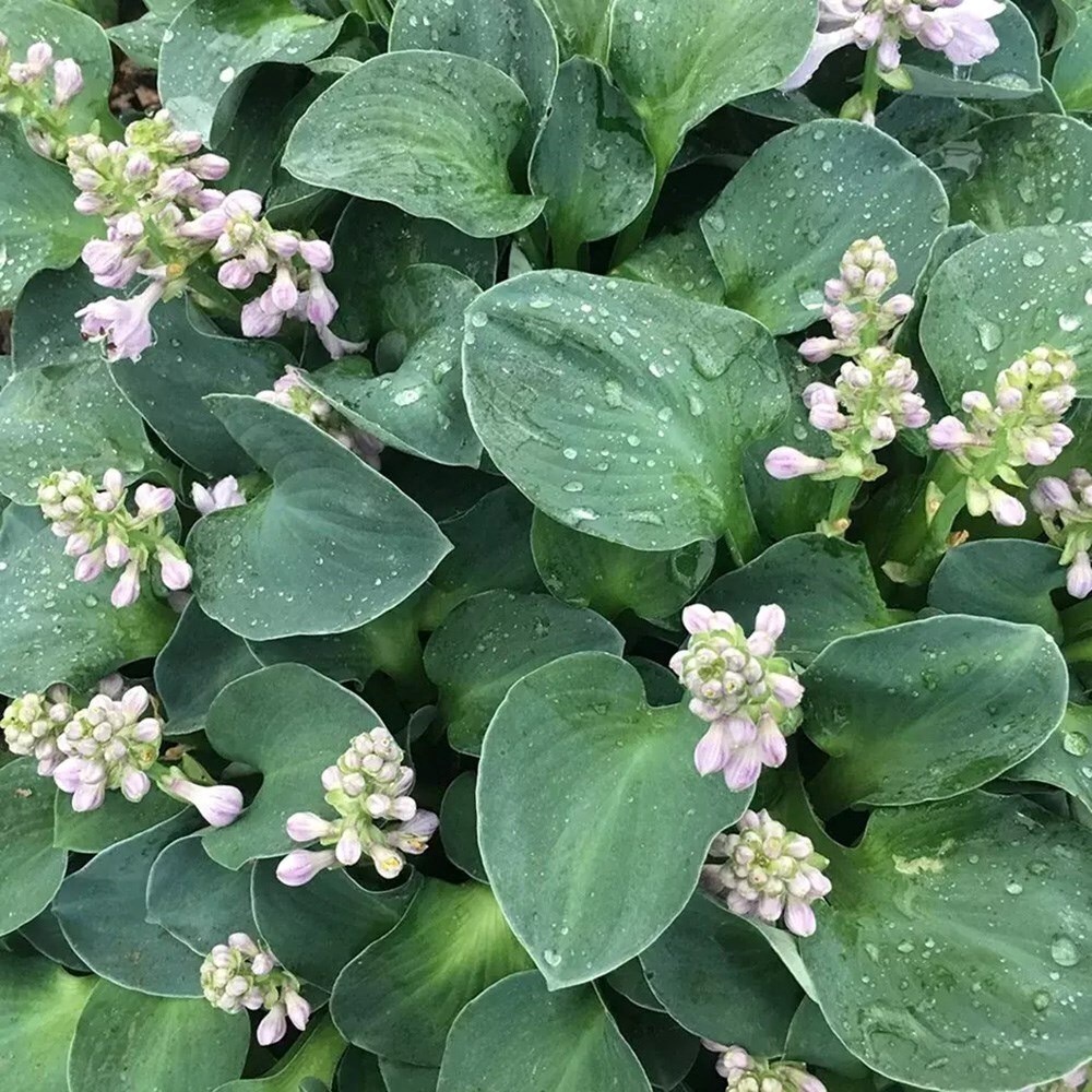 Hosta Blue Mouse Ears | Plantain Lily
