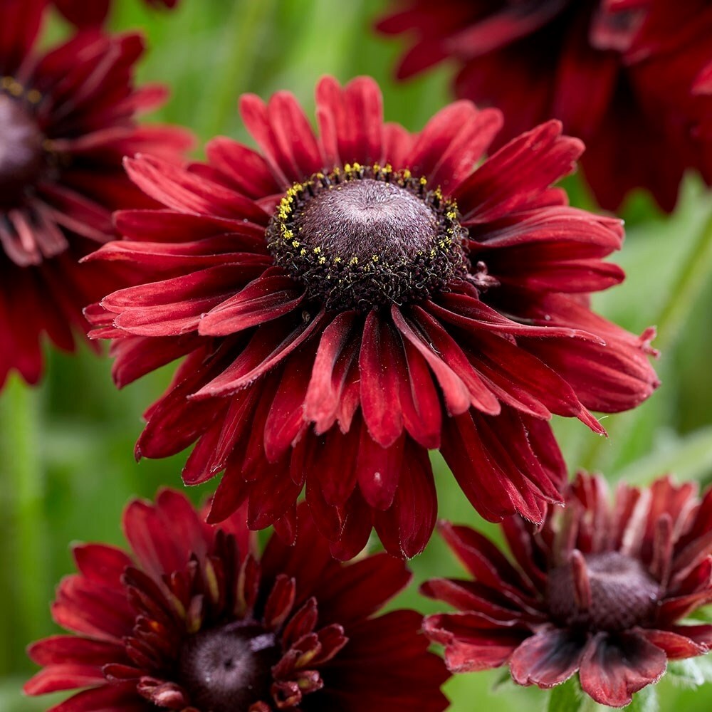 Rudbeckia Enchanted Velvet Flame | Coneflower
