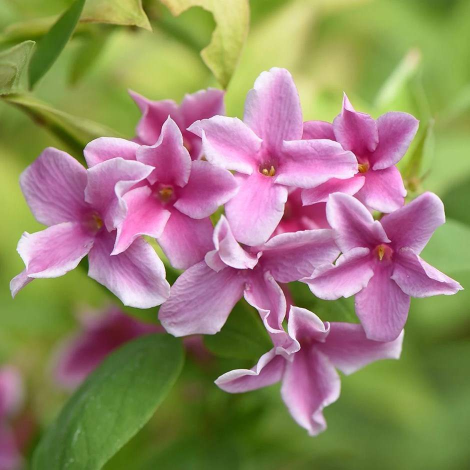 Jasminum × Stephanense Starry Starry Summer Scent | Jasmine