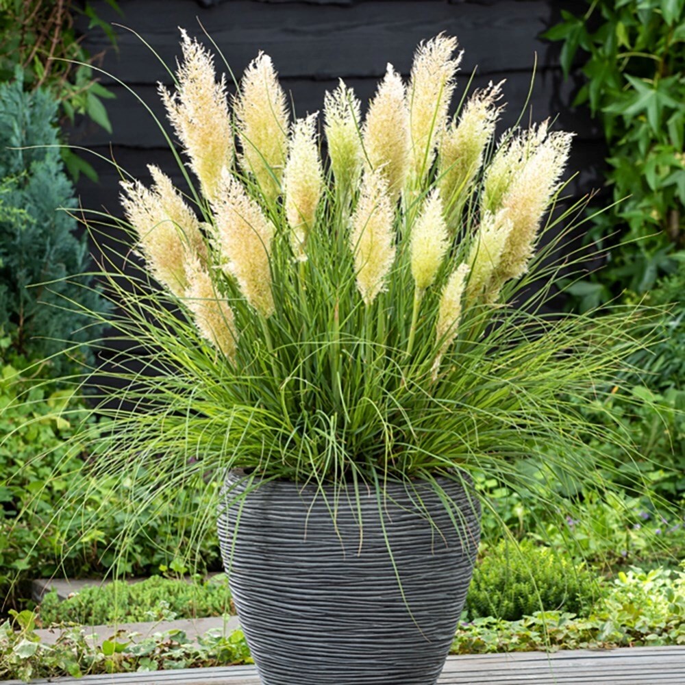 Cortaderia Selloana Tiny Pampa | Pampas Grass