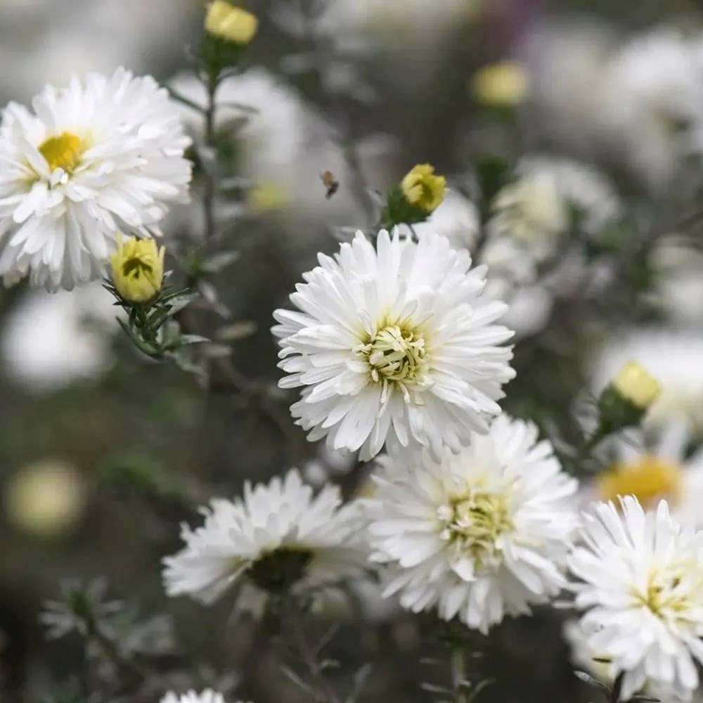 Aster Novi-Belgii White Ladies | Michaelmas Daisy | Symphyotrichum