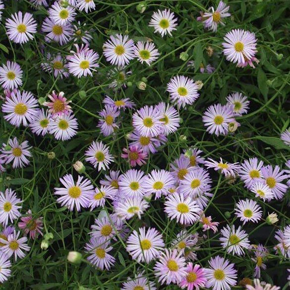 Erigeron Karvinskianus Lavender Lady | Mexican Fleabane