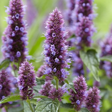 Agastache Beelicious Purple (Agapd) (PBR) | Mexican Giant Hyssop |