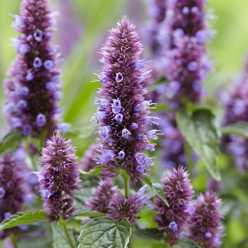 Agastache Beelicious Purple (Agapd) (PBR) | Mexican Giant Hyssop | 2L Pot