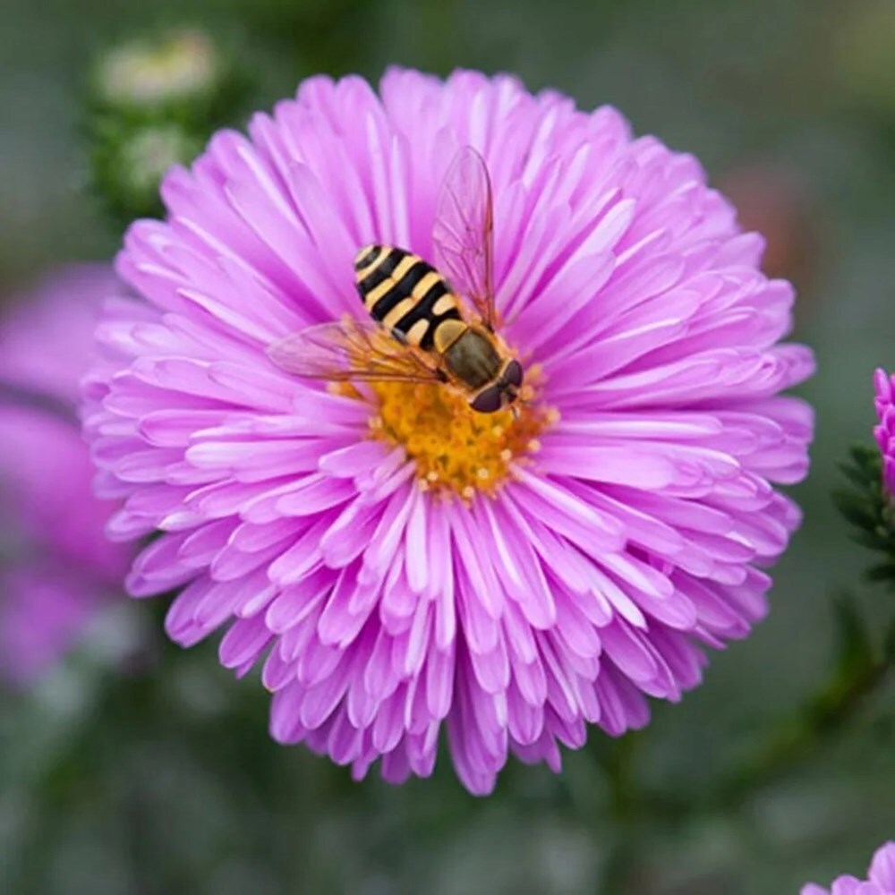 Aster Novi-Belgii Patricia Ballard | Michaelmas Daisy | Symphyotrichum