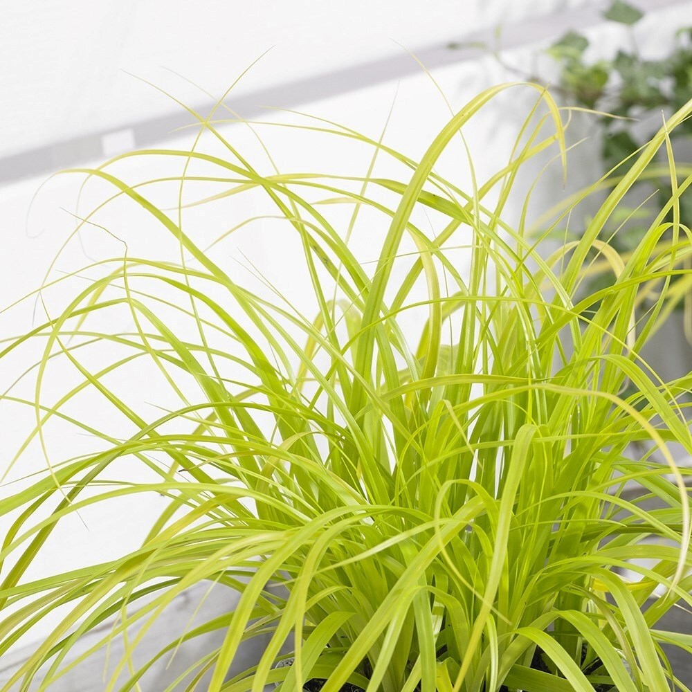 Carex Oshimensis Everillo | Sedge