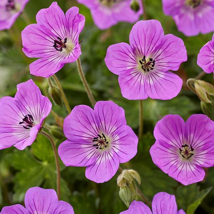 Geranium Wallichianum Kelly Anne | Cranesbill