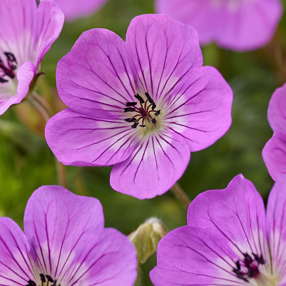 Geranium Wallichianum Kelly Anne | Cranesbill