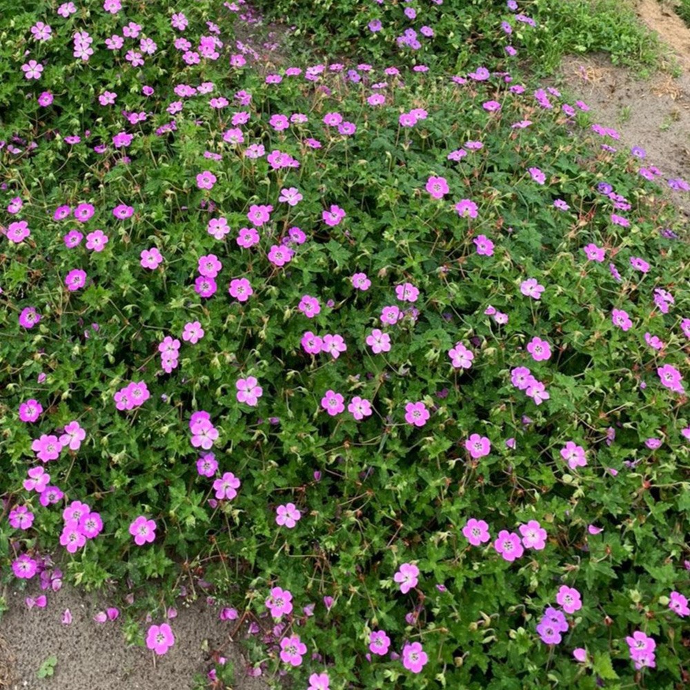 Geranium Wallichianum Kelly Anne | Cranesbill