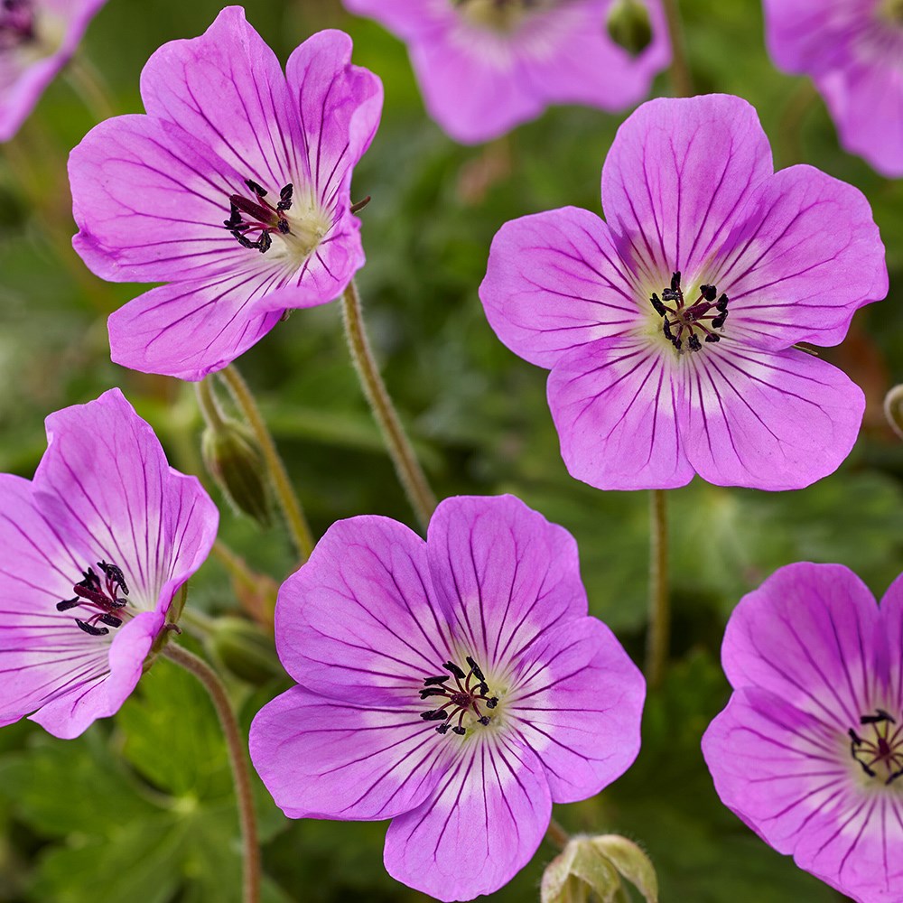 Geranium Wallichianum Kelly Anne | Cranesbill