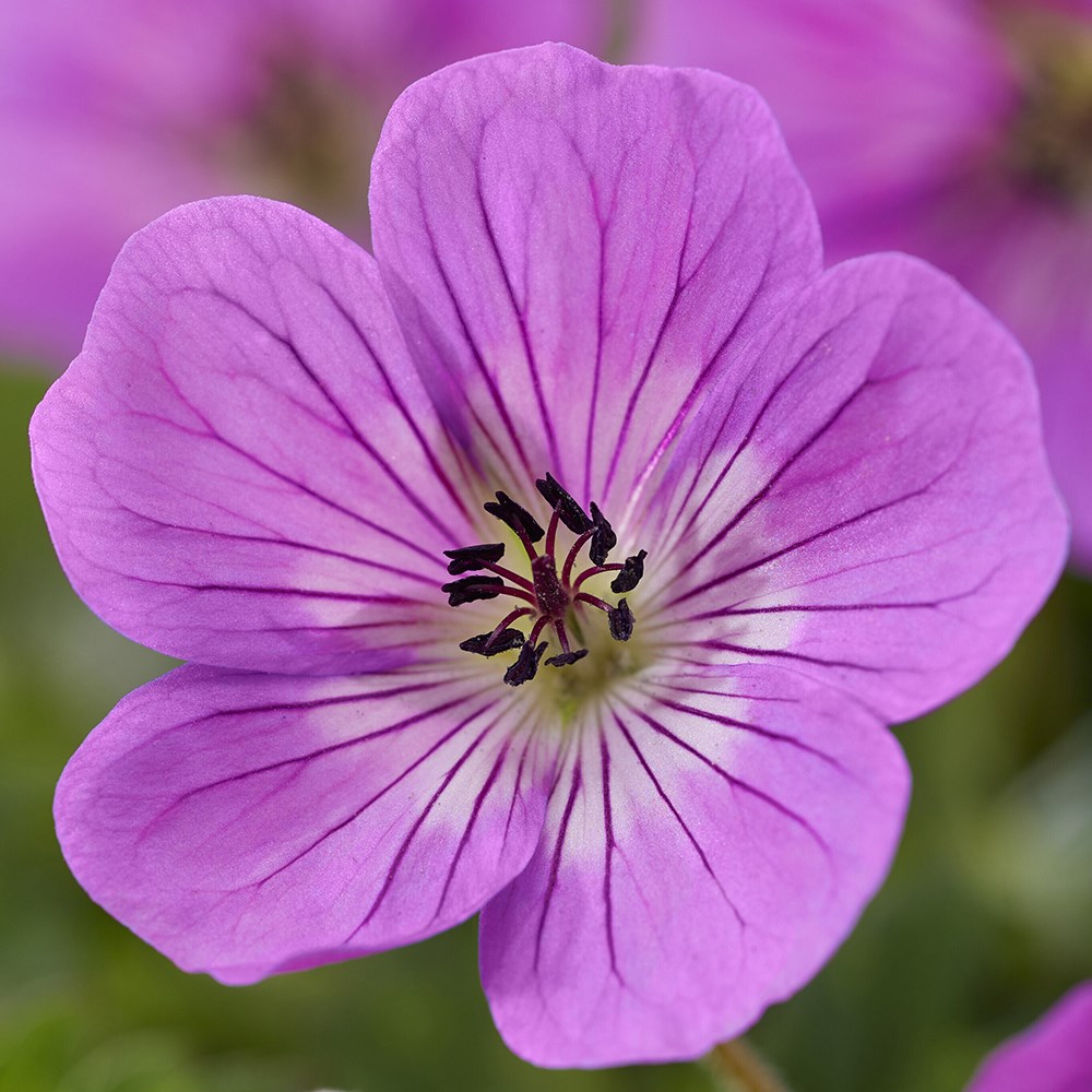 Geranium Wallichianum Kelly Anne | Cranesbill